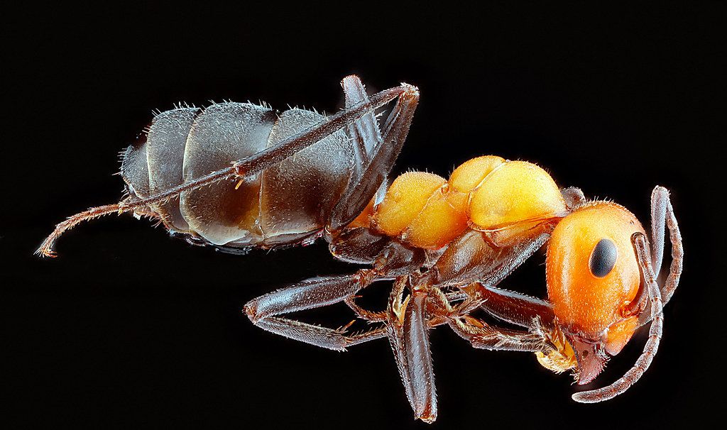 Ant Control service in Manhattan, NY