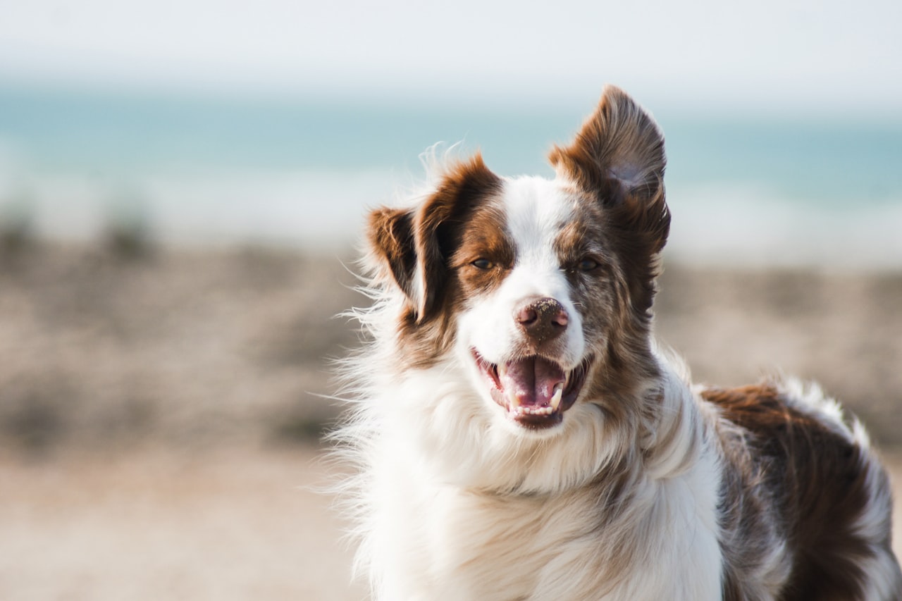 Flea & Tick Control service in Manhattan, NY