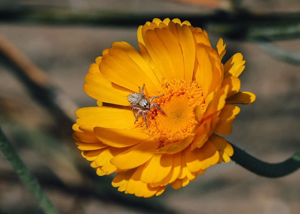 Spider Control service in Manhattan, NY